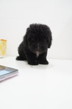 Shine Black Tiny Poodle - Poodle Dog