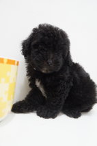 Shine Black Tiny Poodle - Poodle Dog