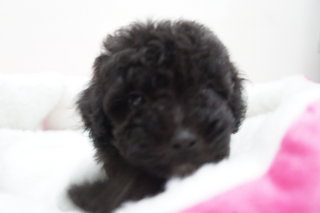 Shine Black Tiny Poodle - Poodle Dog