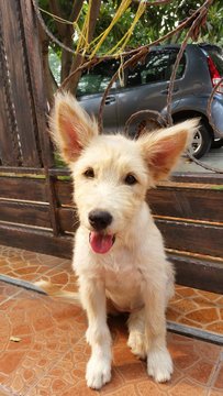 Silky - Terrier + Schnauzer Dog