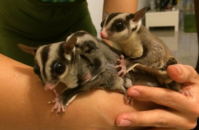 Adam - Sugar Glider Small & Furry