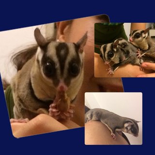 Adam - Sugar Glider Small & Furry