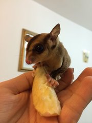 Adam - Sugar Glider Small & Furry