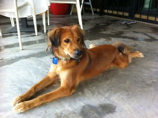 Robin - Golden Retriever Mix Dog