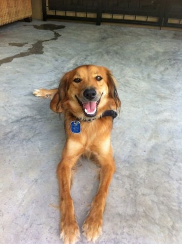 Robin - Golden Retriever Mix Dog