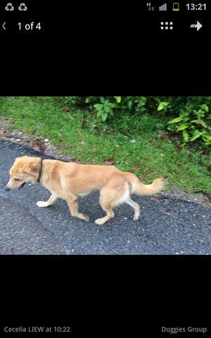 Seen In Jalan 5/64, Bukit Gasing - Mixed Breed Dog