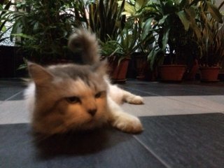 T-bear - Persian Cat