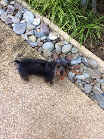 Liza - Australian Terrier + Silky Terrier Dog