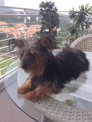 Liza - Australian Terrier + Silky Terrier Dog