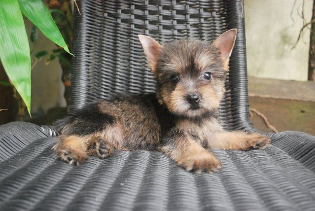 Silky Terrier- Schnauzer Mix Puppy - Silky Terrier + Schnauzer Dog