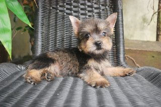 Silky Terrier- Schnauzer Mix Puppy - Silky Terrier + Schnauzer Dog