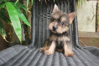 Silky Terrier- Schnauzer Mix Puppy - Silky Terrier + Schnauzer Dog