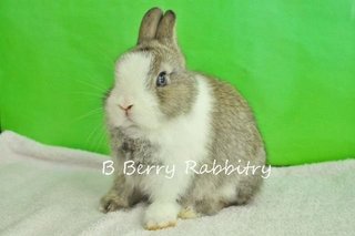 Netherland Dwarf - Chestnut Vm 15 - Netherland Dwarf Rabbit