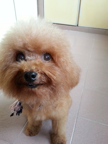Toy Poodle - Poodle Dog