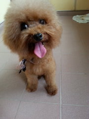Toy Poodle - Poodle Dog