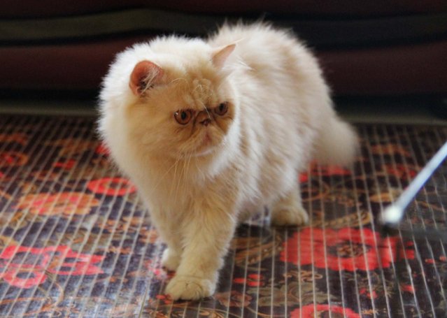 Bo.. Boy - Persian Cat