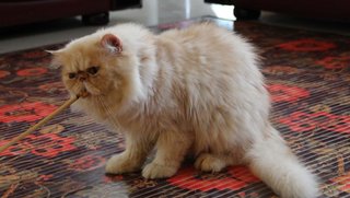 Bo.. Boy - Persian Cat