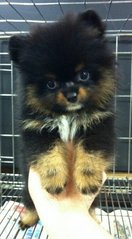 Pomeranian  - Pomeranian Dog