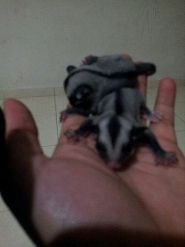 Glider - Sugar Glider Small & Furry