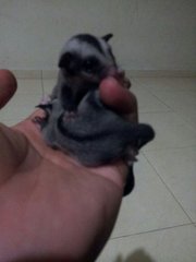 Glider - Sugar Glider Small & Furry