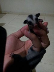 Glider - Sugar Glider Small & Furry