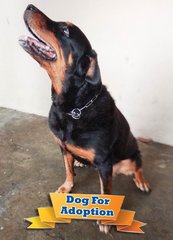 Rottweiler for adoption