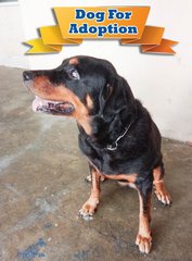 Rottweiler for adoption