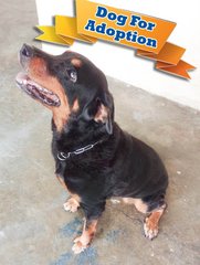 Rottweiler for adoption