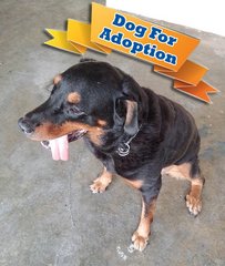 Rottweiler for adoption