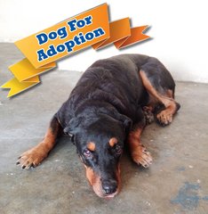 Rottweiler for adoption