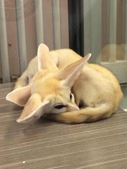 Fennec 耳廓狐 - Mixed Breed Dog