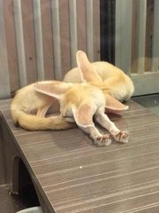 Fennec 耳廓狐 - Mixed Breed Dog