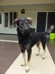 Phoenix (Fully Vaccinated) - Mixed Breed Dog