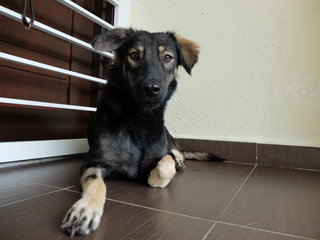 Phoenix (Fully Vaccinated) - Mixed Breed Dog