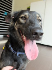 Phoenix (Fully Vaccinated) - Mixed Breed Dog