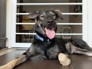 Phoenix (Fully Vaccinated) - Mixed Breed Dog