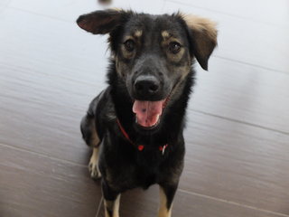 Phoenix (Fully Vaccinated) - Mixed Breed Dog