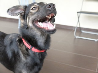 Phoenix (Fully Vaccinated) - Mixed Breed Dog