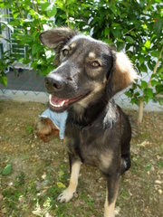 Phoenix (Fully Vaccinated) - Mixed Breed Dog