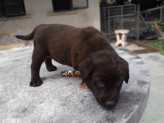 Labrador Retriever (Champion Line) - Labrador Retriever Dog