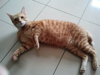 Boy - Domestic Short Hair Cat