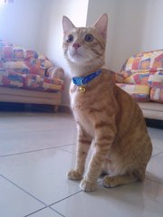 Boy - Domestic Short Hair Cat