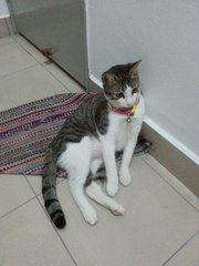 Girl - Domestic Short Hair Cat