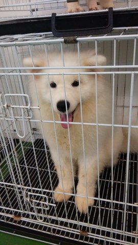 Samoyed (Chubby) - Samoyed Dog