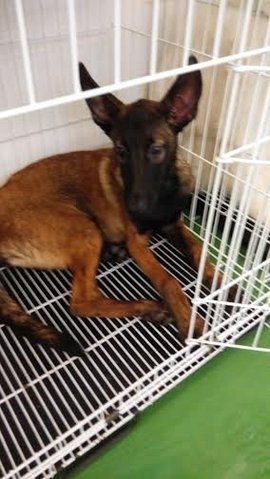 Belgian Malinois - Belgian Shepherd Malinois Dog