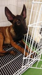 Belgian Malinois - Belgian Shepherd Malinois Dog