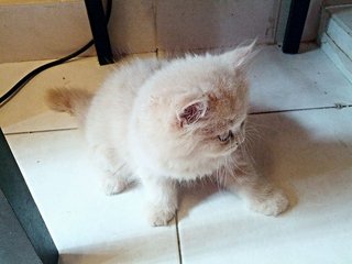 Creamy Cameo - Persian Cat