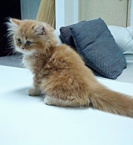 Red Tabby - Persian Cat