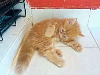 Red Tabby - Persian Cat