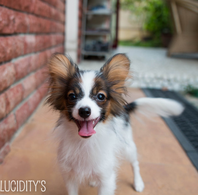 Small, Furry European Line Papillon - Papillon Dog